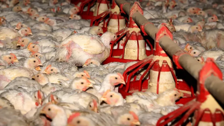 granja-no-parana-787_800x450